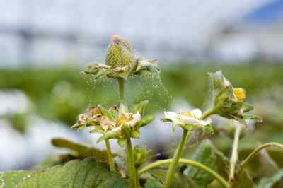 spider mite webbing